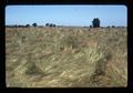 Grass seed field, Linn County, Oregon, June 1974