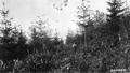 Man standing on hillside viewing timber in background.