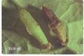 Imported cabbageworm treated with growth hormone-type insecticide
