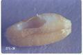 Sitophilus oryzae (Rice weevil)