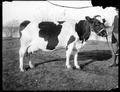 Livestock -prize-winning cow.