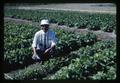 Man at Irrigation Fair, Jackson Farm, Corvallis, Oregon, 1966