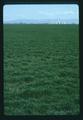 Grass seed field, Linn County, Oregon, April 1975