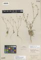 Gilia arenaria Benth. ssp. leptantha Brand var. borealis Brand