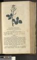 A New Family Herbal or Familiar Account of the Medical Properties of British and Foreign plants also their uses in Dying and the Various Arts arranged according to the Linnaean System [p653]