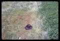 Hat in sub clover experiment at Delbert Langdon Farm, Douglas County, Oregon, 1963