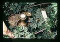 Flow gauge on drip irrigation system, North Willamette Experiment Station, Aurora, Oregon, circa 1973