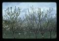 Bee boxes at fruit farm, Oregon, May 1975