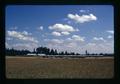 Turkeys, Clackamas County, Oregon, August 1972