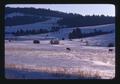 Cows feeding in snow, Baker County, Oregon, 1975