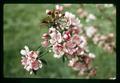 Crab apple blossom, Oregon, circa 1970