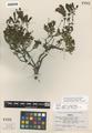 Penstemon fruticosus (Pursh) Greene ssp. serratus D.D. Keck