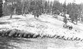 Sheep herd in Baker County, Oregon