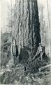 Two men in suits next to large tree