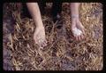 Closeup of Dr. Spencer Apple examining dry bean plots at Jackson Farm, Corvallis, Oregon, 1966