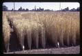 Wheat test plots at Hyslop Farm, Corvallis, Oregon, 1967