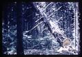 Tree felling, Benton County, Oregon, 1957