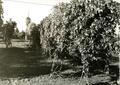 Bavarian hops in field