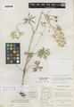 Delphinium menziesii DC. ssp. pallidum M.J. Warnock