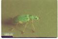 Polydrusus impressifrons (Pale green weevil)