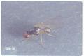 Psila rosae (Carrot rust fly)