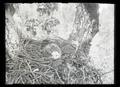 Red-tailed hawks in nest