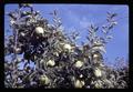 Yellow Delicious apples at Lewis Brown farm, 1966