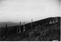 Upper slopes of Mt. Hebo, shows a hillside of grass with bare tree trunks.