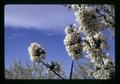 Closeup of cherry flower, Oregon, circa 1973