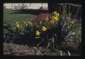 Daffodils in Henderson yard, Corvallis, Oregon, May 1973