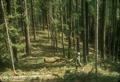 Man walking through forest