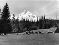 Mt. Hood horseback riders