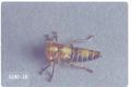 Idiocerus decimusquartus (Leafhopper)