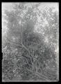 Black-billed magpie's nest