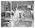 Boys State attendees in an OSC greenhouse, Summer 1958