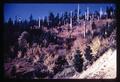 Autumn foliage on Marys Peak, Oregon, circa 1965