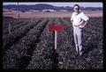 Larry Boersma standing in heated soybean field, Oregon State University, Corvallis, Oregon, circa 1969