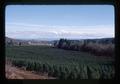 Christmas Tree Farm south of Philomath, Oregon, March, 1976