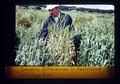 "Genetic Differences in Resistance to Stripe Rust" title slide, circa 1973