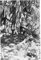 Eldon Grable posed by large Western Red Cedar tree.