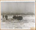 Driving cattle across the ice of the Columbia River in 1929 at The Dalles, Oregon