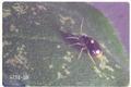 Tropidosteptes amoenus scutellaris (Ash plant bug)
