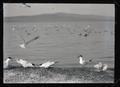 Caspian terns