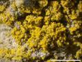 Candelariella efflorescens