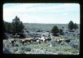 Reub Long and Jack Campbell herding horses in Devil's Garden, Lake County, Oregon, circa 1972