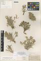 Astragalus lanocarpus Sheld.