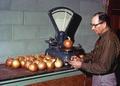 Superintendent Neil Hoffman at the Malheur Experiment Station weighing onions