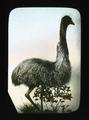 Emu