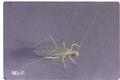 Oecanthus niveus (Tree cricket)