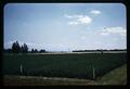 Alfalfa on rejuvenated land on Red Soils Experiment Area, 1961